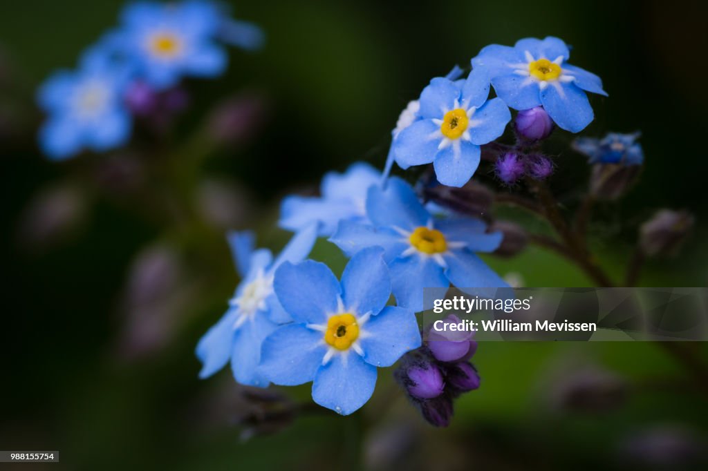 Forget-me-not