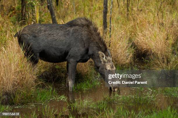 drinking moose... - daniel elk stock pictures, royalty-free photos & images