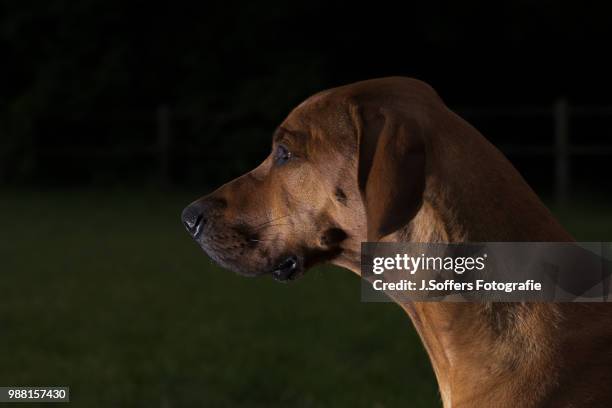 Rhodesian Ridgeback Big Head 237 Rhodesian Ridgeback Puppy Stock Photos, High-Res Pictures, and ...