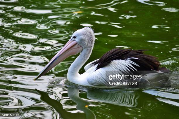 australian pelican - australian pelican stock pictures, royalty-free photos & images