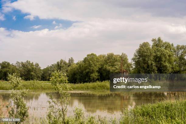 millingerwaard bird hide. the black tern - black bird stock pictures, royalty-free photos & images