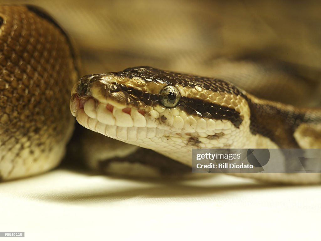 Snake Head Close Snake Head Closeup High-Res Stock Photo - Getty Images