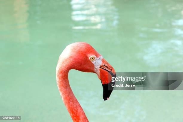 pink - roter flamingo stock-fotos und bilder
