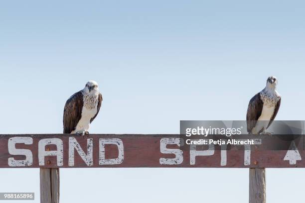 osprey on sand spit - língua de areia - fotografias e filmes do acervo