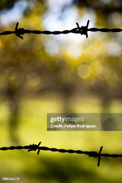 barbed wire, town of casta del robledo, province of huelva, andalusia, spain - kasta stock-fotos und bilder