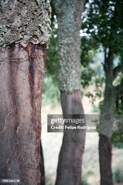 cork oak, town of casta del robledo, province of huelva, andalusia, spain - kasta stock-fotos und bilder