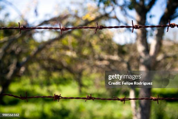 barbed wire, town of casta del robledo, province of huelva, andalusia, spain - casta photos et images de collection