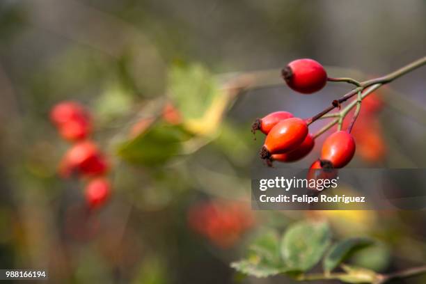 red berries, town of casta del robledo, province of huelva, andalusia, spain - casta photos et images de collection