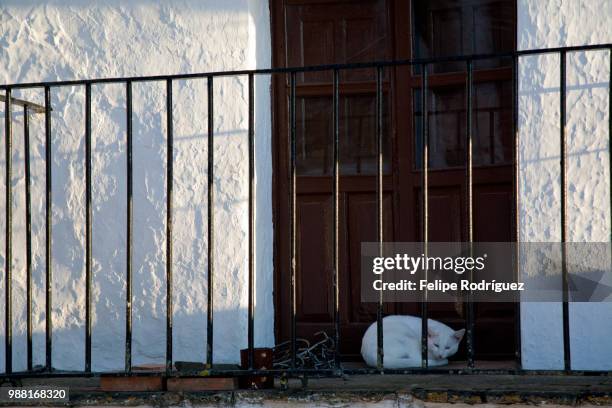 white cat on a balcony, town of casta del robledo, province of huelva, andalusia, spain - casta photos et images de collection