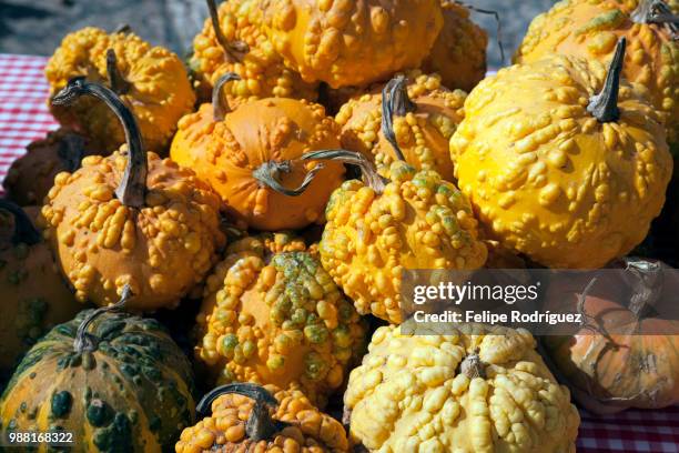 pumpkins for sale, town of casta del robledo, province of huelva, andalusia, spain - casta photos et images de collection