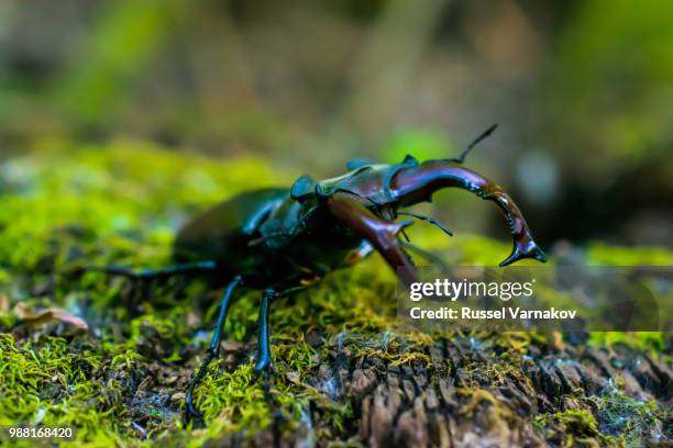 lucanus cervus - abadejo imagens e fotografias de stock