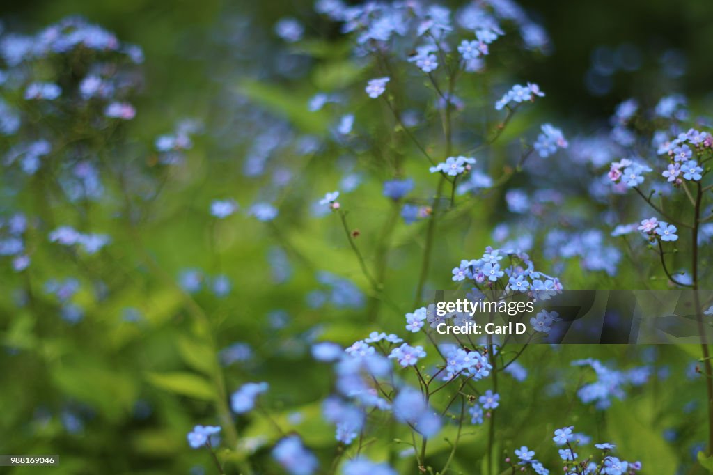 Dull Spring Forgetmenots On A Dull Spring Day High-Res Stock Photo - Getty Images