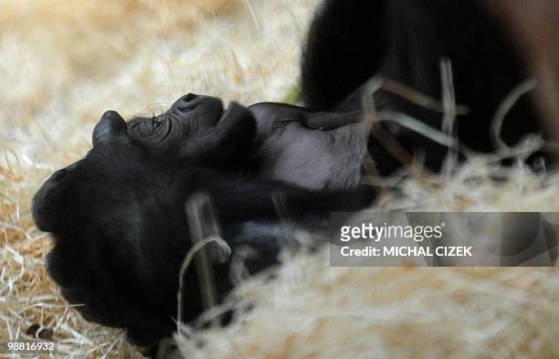 Nine-day-old gorilla lays in the arms of its mother Kijivu at the Prague Zoo on May 3, 2010. AFP PHOTO MICHAL CIZEK