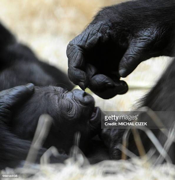 Nine-day-old gorilla lays in the arm of its mother Kijivu at the Prague Zoo on May 3, 2010. AFP PHOTO MICHAL CIZEK