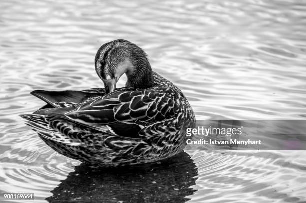 b&w duck in a pond - birds b w stock pictures, royalty-free photos & images