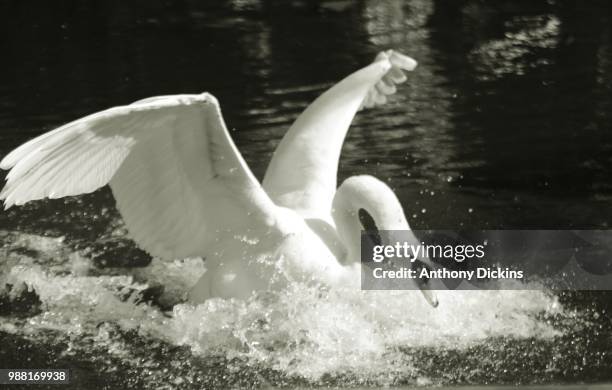 we have splashdown . . . - splashdown stock pictures, royalty-free photos & images