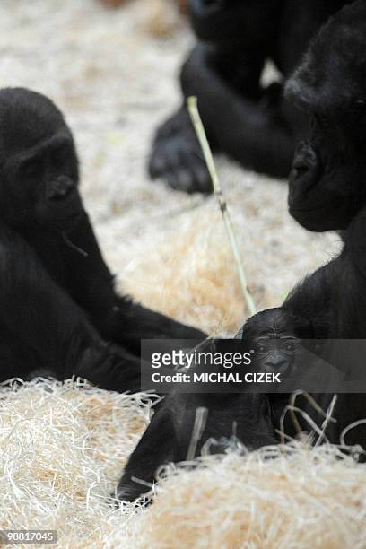 Nine-day-old gorilla lays in the arms of its mother Kijivu at the Prague Zoo on May 3, 2010. AFP PHOTO MICHAL CIZEK
