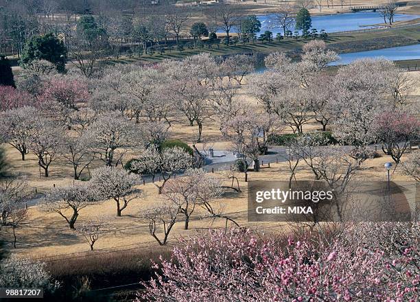 kairaku-en, mito, ibaraki, japan - mito stockfoto's en -beelden