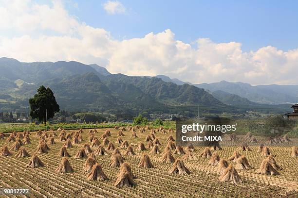 rice field, minamiaso, kumamoto, japan - minamiaso kumamoto fotografías e imágenes de stock