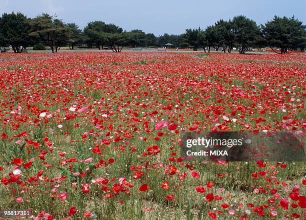 iceland poppy, hitachinaka, ibaraki, japan - hitachi seaside park stock pictures, royalty-free photos & images