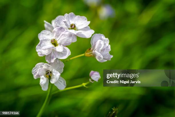 meadow flower - jarvis summers stock pictures, royalty-free photos & images