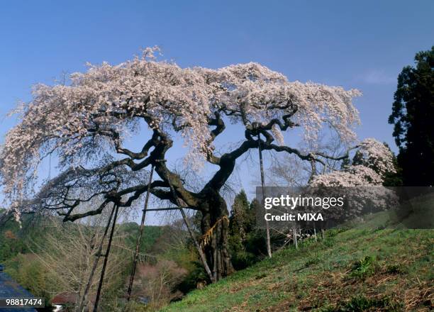cherry blossoms at sotoono, hitachi, ibaraki, japan - hitachi ibaraki imagens e fotografias de stock