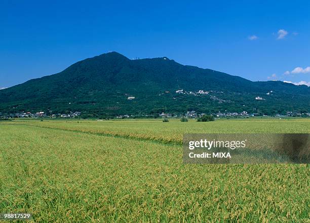 rice field, tsukuba, ibaraki, japan - ibaraki prefecture photos et images de collection
