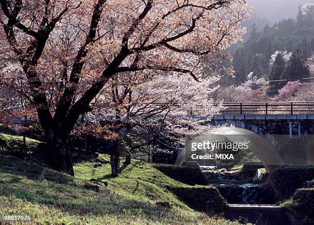 kamagatani cherry blossoms, ikeda, gifu, japan - fukui prefecture foto e immagini stock