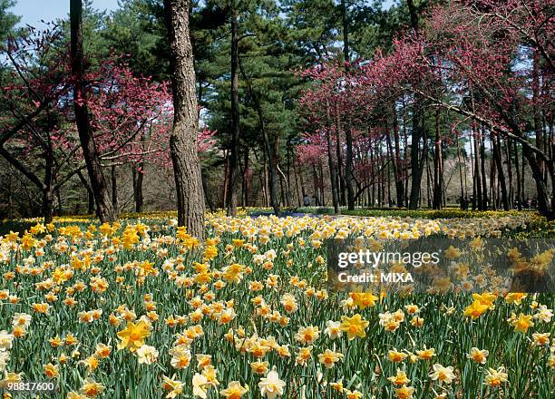 daffodil, hitachinaka, ibaraki, japan - ibaraki prefecture photos et images de collection