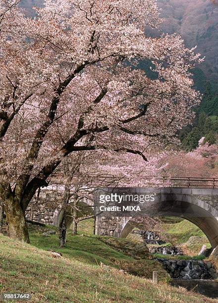 kamagatani cherry blossoms, ikeda, gifu, japan - fukui prefecture foto e immagini stock