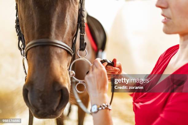 aanpassing van de teugels voor paardrijden - paardenbit stockfoto's en -beelden