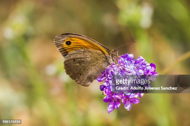mariposa - adolfo sanchez stock pictures, royalty-free photos & images