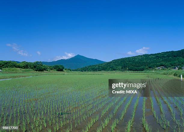 paddy field, ishioka, ibaraki, japan - ibaraki prefecture photos et images de collection