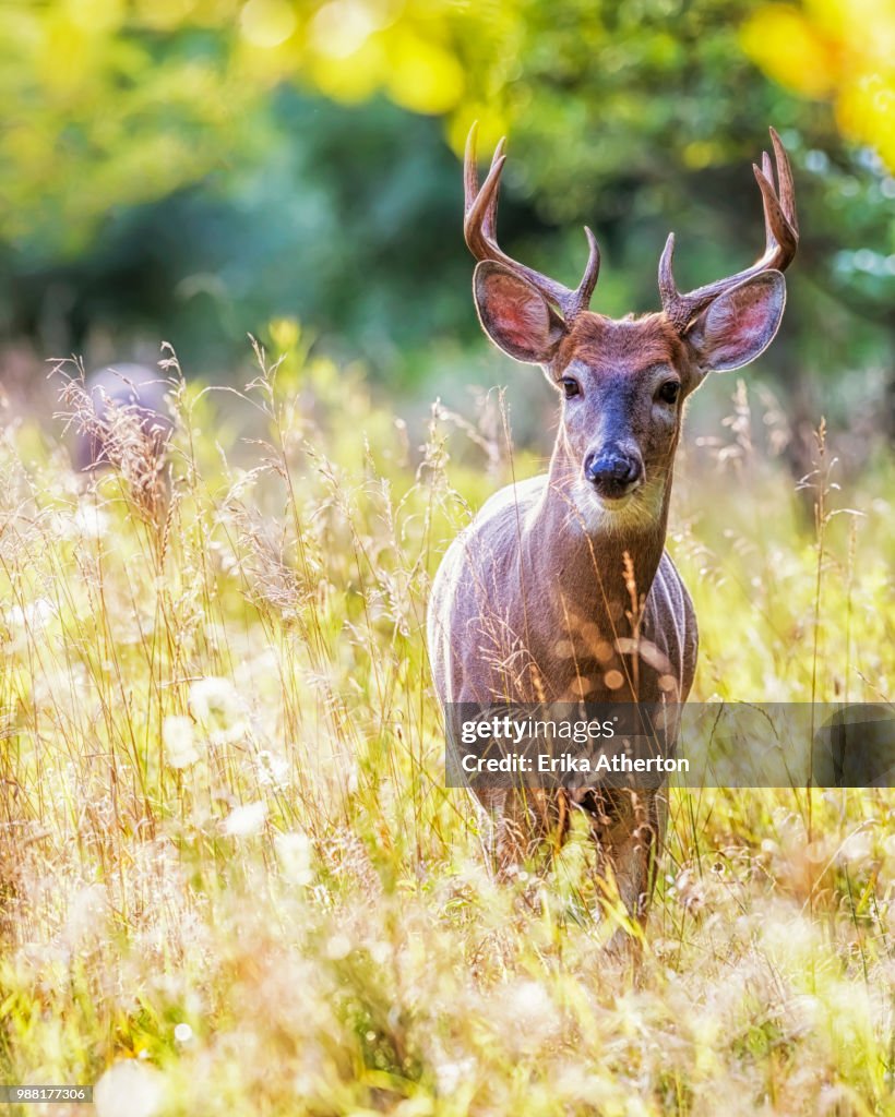 A stag in a field.