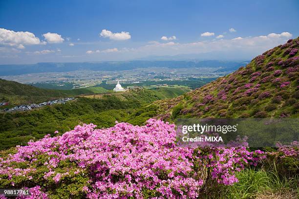 kyusyu azalea, aso, kumamoto, japan - kumamoto prefecture stock pictures, royalty-free photos & images