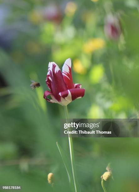 tulipe, tair 11 135mm - tulipe stock pictures, royalty-free photos & images