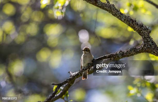 my garden - birds in finland foto e immagini stock