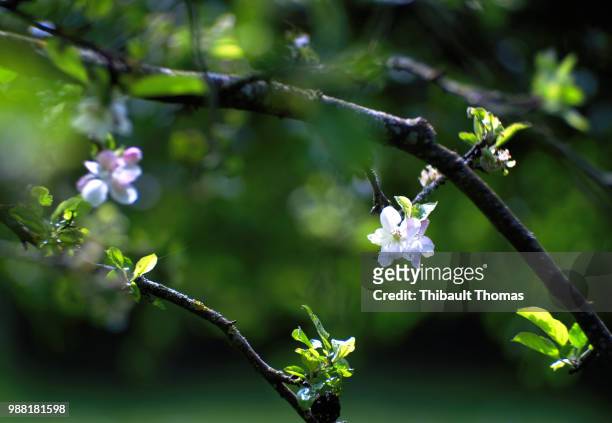 fleurs de cerisier - cerisier stock-fotos und bilder