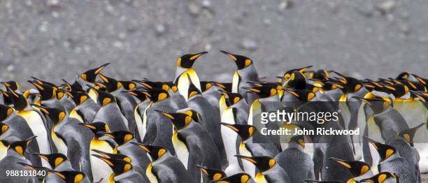penguin face-off - king penguin stock pictures, royalty-free photos & images
