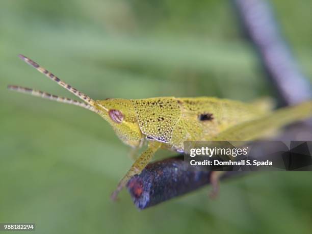 macro chapulin pensando - spada stockfoto's en -beelden