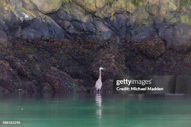 1,121 Microphone Fall Stock Photos, High-Res Pictures, and Images ...