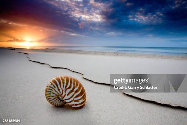 shelly beach - nautilus stock pictures, royalty-free photos & images