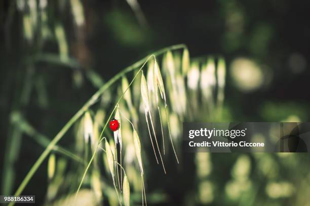 ladybug's climb - ciccione stock-fotos und bilder