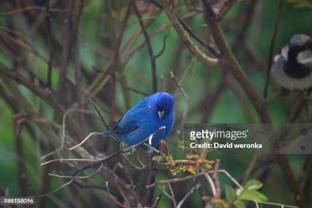 img_8840.jpg - indigo bunting stock pictures, royalty-free photos & images