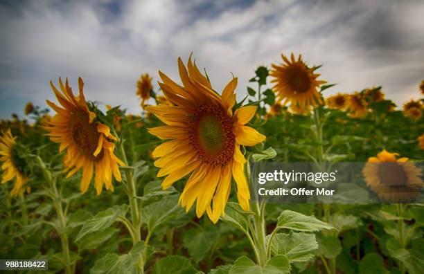 the sun flower field - mor stock-fotos und bilder