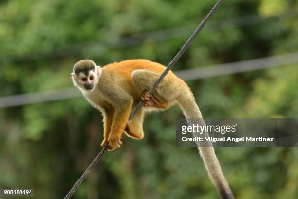 mono titi--squirrel monkey- - dödskalleapa bildbanksfoton och bilder
