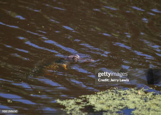 baby gator - platypus stock pictures, royalty-free photos & images