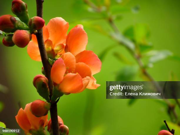 chaenomeles japonica - chaenomeles stock pictures, royalty-free photos & images