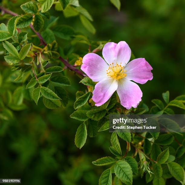 Tuke Roses Rose Tucker Fotografías e imágenes de stock - Getty Images