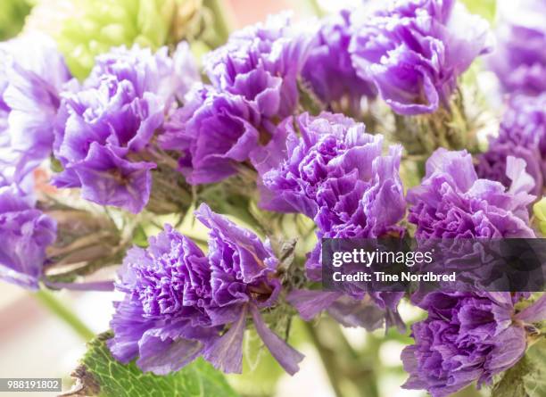 statice - purple flower - plumbago stock pictures, royalty-free photos & images